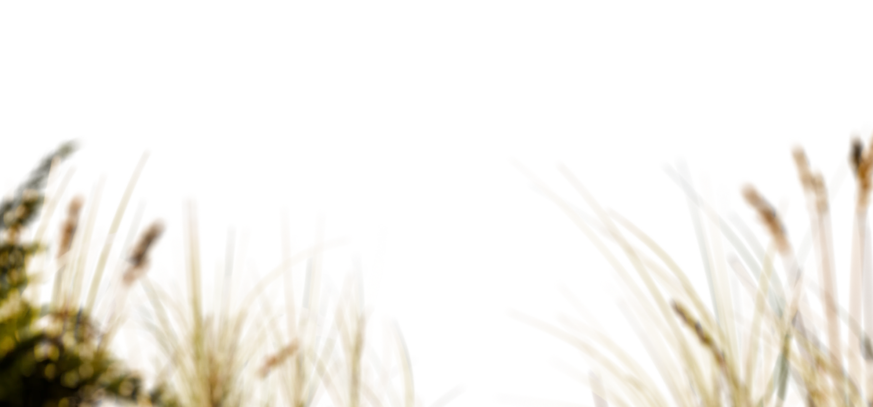 Кресло для чемпионов